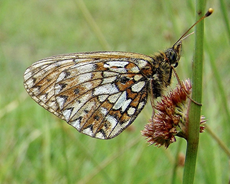 small pearl-bordered fritillary